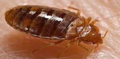 bed bugs Fife 