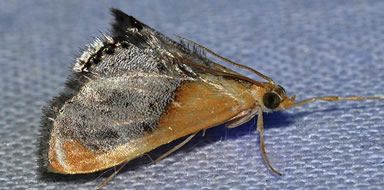 Moth control Fife 