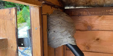 wasps nest removal Fife 