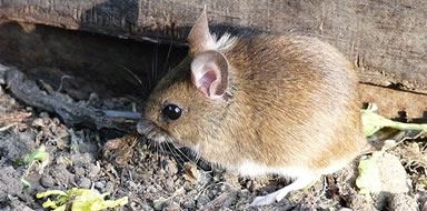mouse exterminators dunfermline
