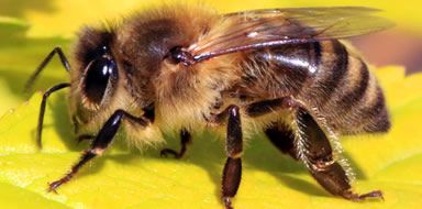 pest problems - bee control Fife 