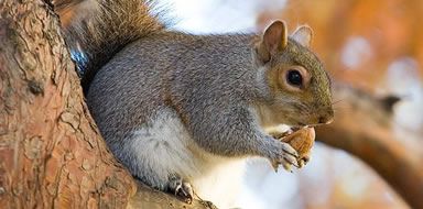 book and pay for squirrel control online