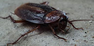 Cockroaches Fife 