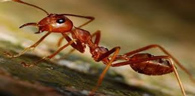 ant infestation Fife 
