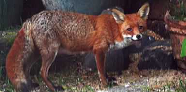 fox control Fife 